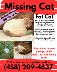 Lost Male Cat last seen Timberline & Greentree , Eugene, OR 97405