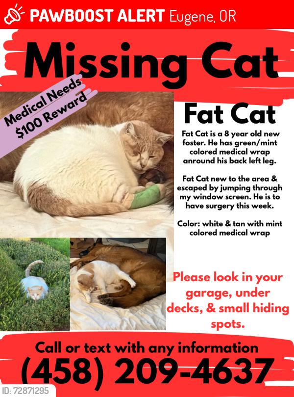 Lost Male Cat last seen Timberline & Greentree, Eugene, OR 97405