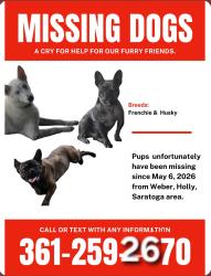 Lost Male Dog last seen Weber Rd/Saratoga , Corpus Christi, TX 78413