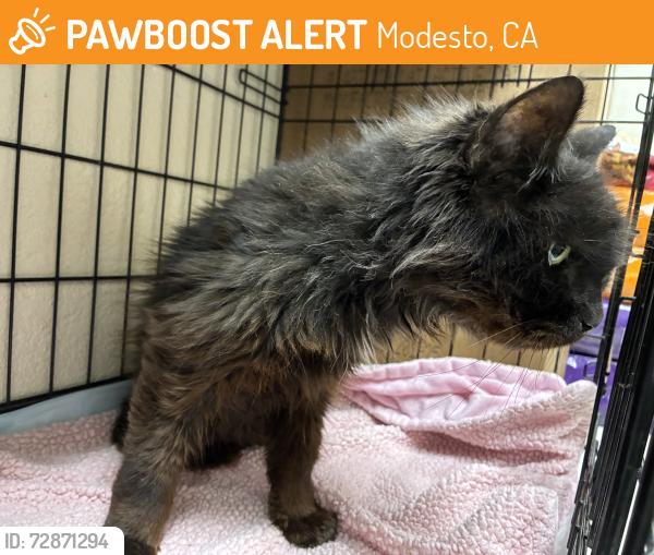 Found/Stray Unknown Cat last seen Granger/cameo way, Modesto, CA 95350