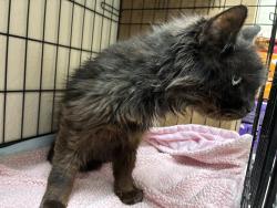 Found/Stray Unknown Cat last seen Granger/cameo way, Modesto, CA 95350