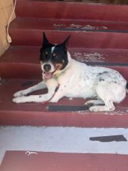 Found/Stray Male Dog last seen Garvin Ave Richmond, Richmond, CA 94805