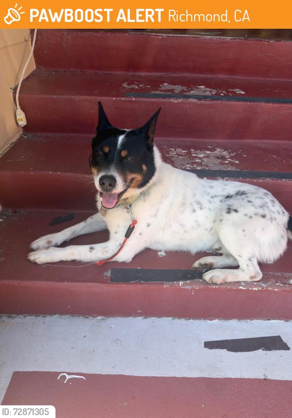 Found/Stray Male Dog last seen Garvin Ave Richmond, Richmond, CA 94805