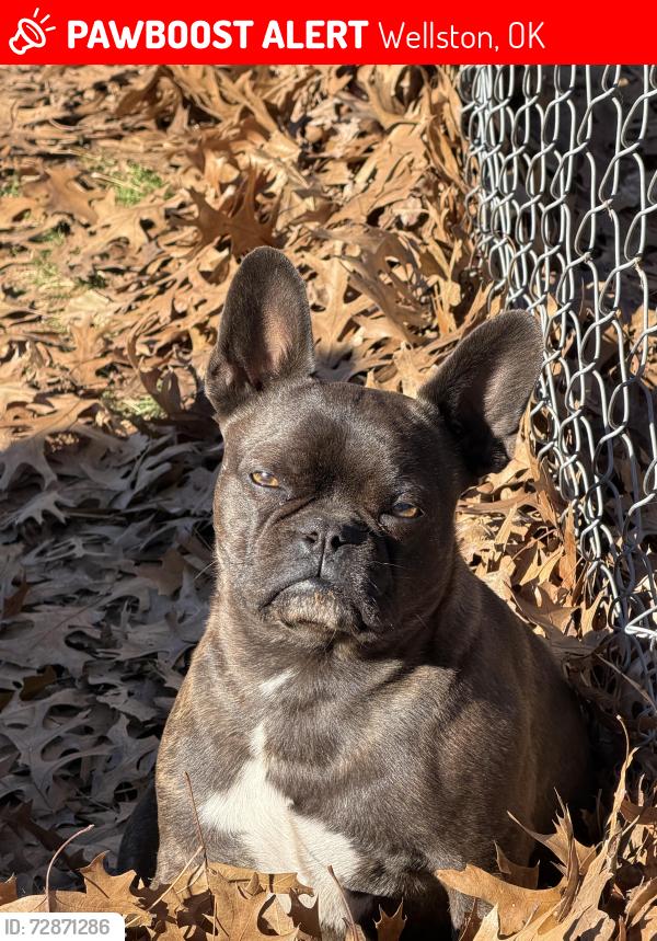 Lost Male Dog last seen Hwy 177, Wellston, OK 74881