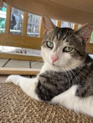 Lost Male Cat last seen Shannon park, Charlotte, NC 28215