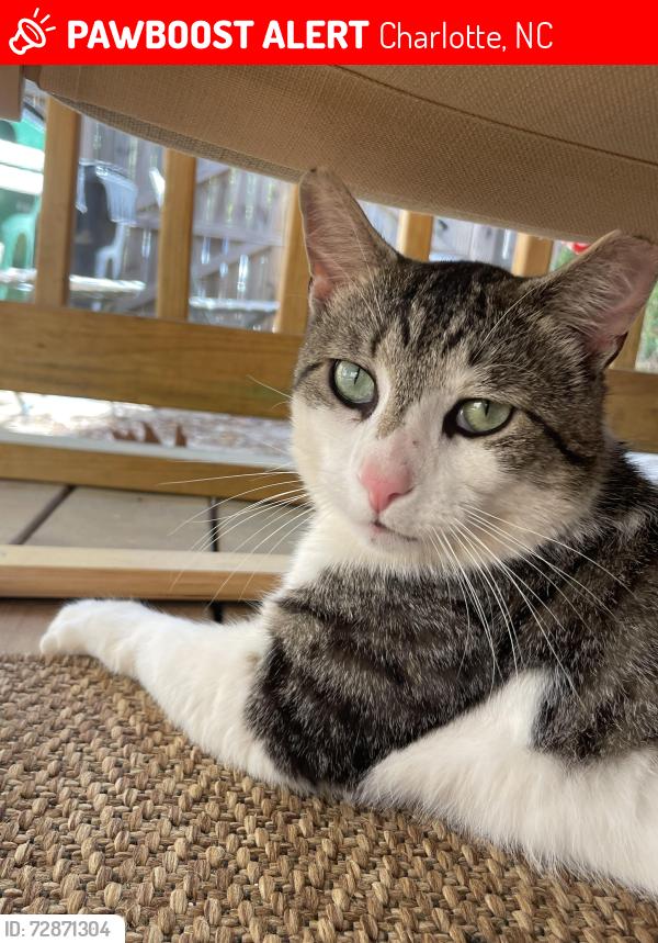 Lost Male Cat last seen Shannon park, Charlotte, NC 28215