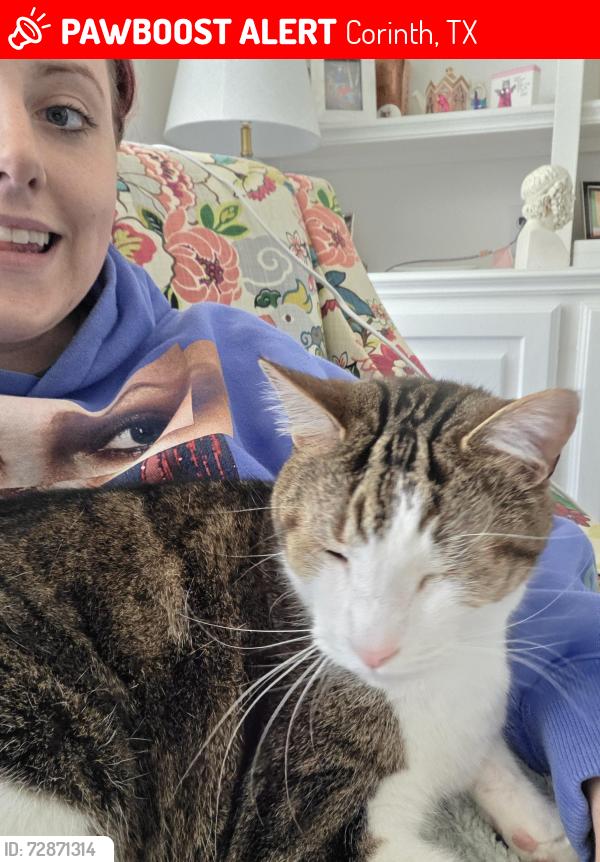 Lost Male Cat last seen Quaker Ln and McGee Ln, Lewisville, TX 75077, Lewisville, TX 75057