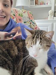 Lost Male Cat last seen Quaker Ln and McGee Ln, Lewisville, TX 75077, Lewisville, TX 75057
