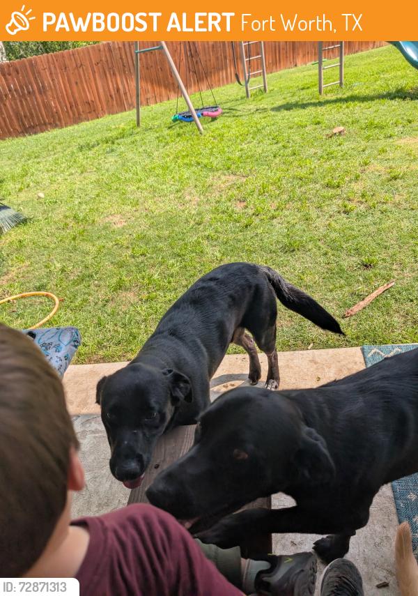 Found/Stray Male Dog last seen Victory Bells Drive/Trail Break, Fort Worth, TX 76052