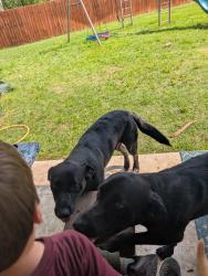 Found/Stray Male Dog last seen Victory Bells Drive/Trail Break, Fort Worth, TX 76052