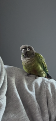 Lost Male Bird last seen Palomino Place and Sycamore Ave, Tinton Falls, NJ 07701