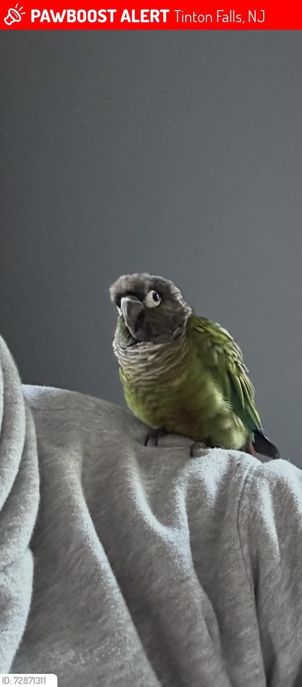 Lost Male Bird last seen Palomino Place and Sycamore Ave, Tinton Falls, NJ 07701