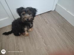 Lost Female Dog last seen Vons Market on Washington Pl & Centinela, Los Angeles, CA 90066