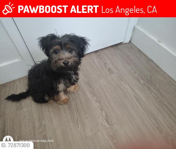 Lost Female Dog last seen Vons Market on Washington Pl & Centinela, Los Angeles, CA 90066