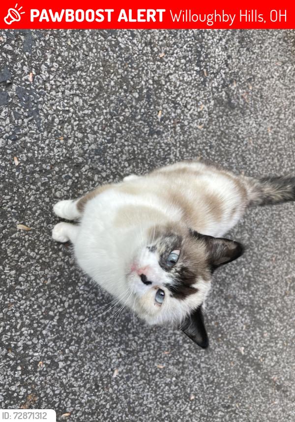 Lost Female Cat last seen Sherbrooke Valley Ct, Worrell Rd, Rogers Rd, Willoughby Hills, OH 44094