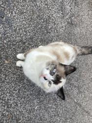 Lost Female Cat last seen Sherbrooke Valley Ct, Worrell Rd, Rogers Rd, Willoughby Hills, OH 44094