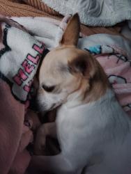 Lost Female Dog last seen 49th st east near puyallup river, Fife, WA 98424