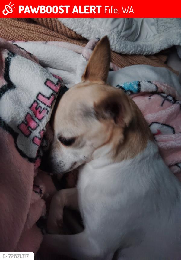 Lost Female Dog last seen 49th st east near puyallup river, Fife, WA 98424