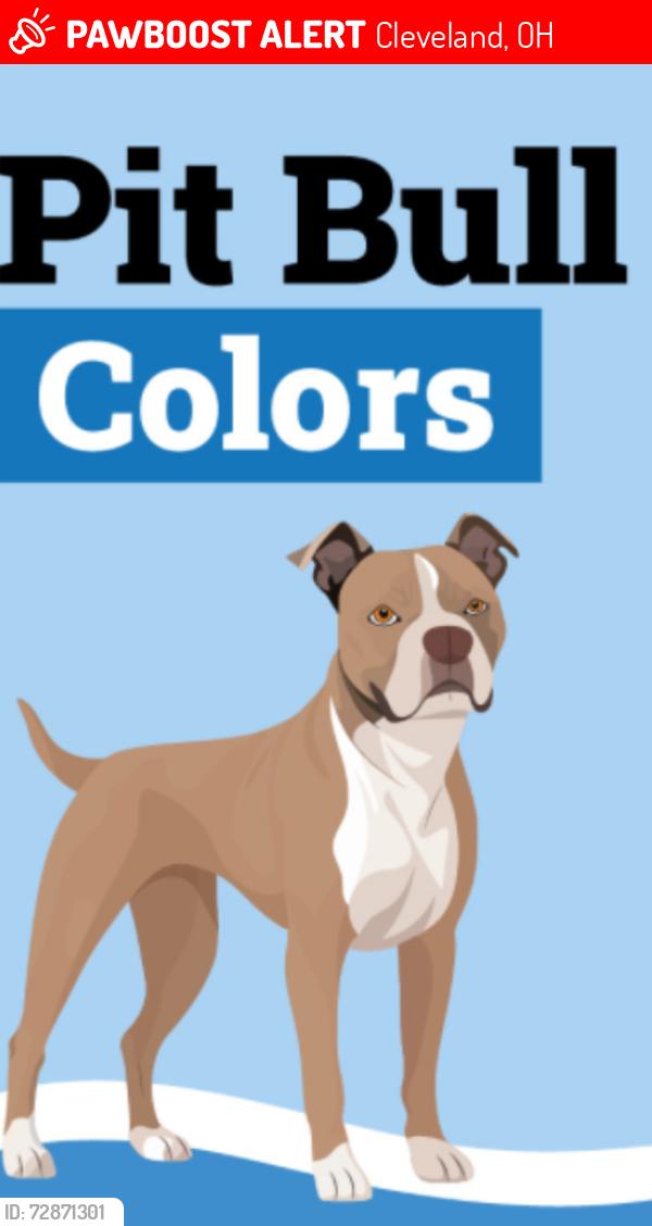 Lost Male Dog last seen Wade park & Addison, Cleveland, OH 44103