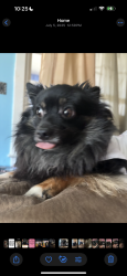 Lost Male Dog last seen Alison st , Philadelphia, PA 19151