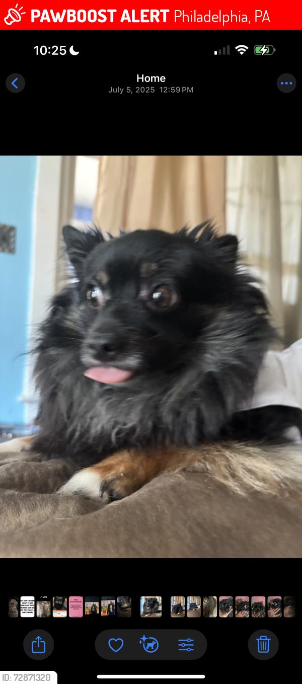 Lost Male Dog last seen Alison st , Philadelphia, PA 19151