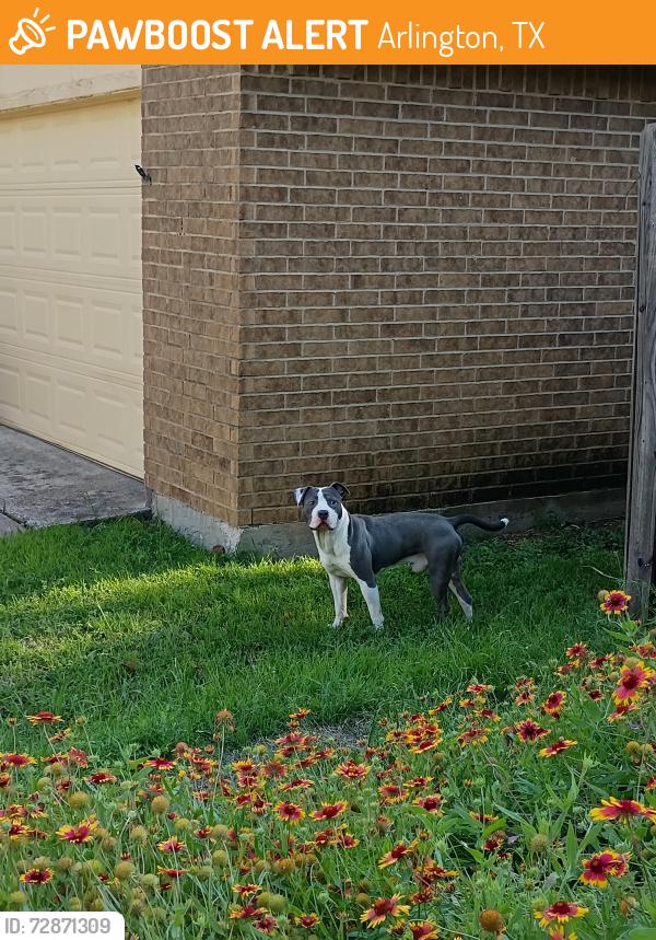 Found/Stray Male Dog last seen Sherry & Overbrook, Arlington, TX 76014