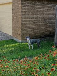 Found/Stray Male Dog last seen Sherry & Overbrook, Arlington, TX 76014