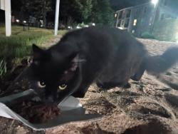 Found/Stray Unknown Cat last seen Tuckahoe Creek, Henrico, VA 23229