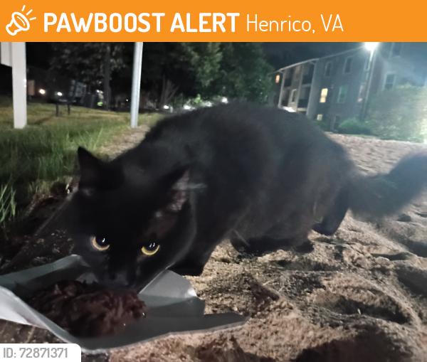 Found/Stray Unknown Cat last seen Tuckahoe Creek, Henrico, VA 23229