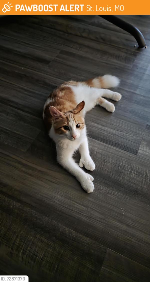 Found/Stray Male Cat last seen Genesta st , St. Louis, MO 63123