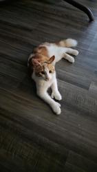Found/Stray Male Cat last seen Genesta st , St. Louis, MO 63123