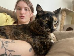 Lost Female Cat last seen Downtown stadium, mill st and second st, Reno, NV 89502