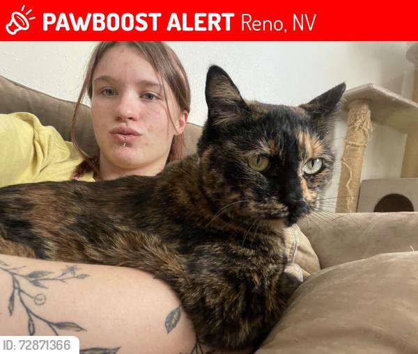 Lost Female Cat last seen Downtown stadium, mill st and second st, Reno, NV 89502