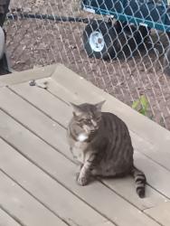 Found/Stray Unknown Cat last seen Ellen dr, Gibsonville, NC 27244