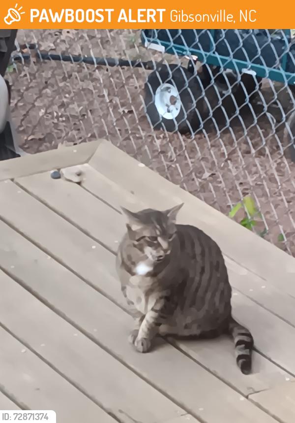 Found/Stray Unknown Cat last seen Ellen dr, Gibsonville, NC 27244