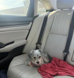 Found/Stray Female Dog last seen Ogden ave and S Frontenac st Aurora IL, Aurora, IL 60504