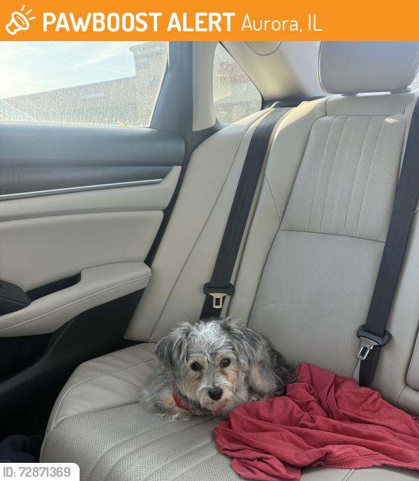 Found/Stray Female Dog last seen Ogden ave and S Frontenac st Aurora IL, Aurora, IL 60504