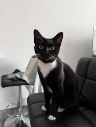 Lost Female Cat last seen By Los gallos restaurant, , Philadelphia, PA 19148