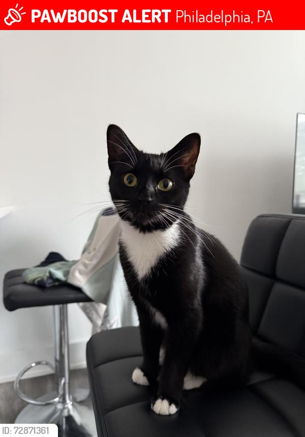 Lost Female Cat last seen By Los gallos restaurant, , Philadelphia, PA 19148
