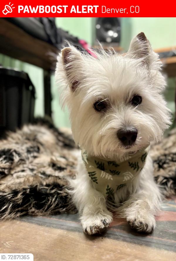 Lost Male Dog last seen S. Patton Ct and Dartmouth, Denver, CO 80219