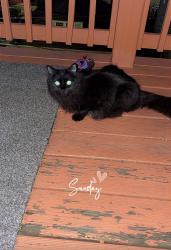 Lost Male Cat last seen Washington st, Providence, RI 02905