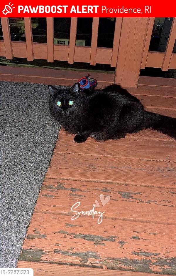 Lost Male Cat last seen Washington st, Providence, RI 02905