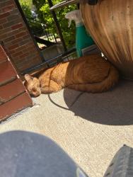 Found/Stray Female Cat last seen Grenshaw & loomis, Chicago, IL 60607