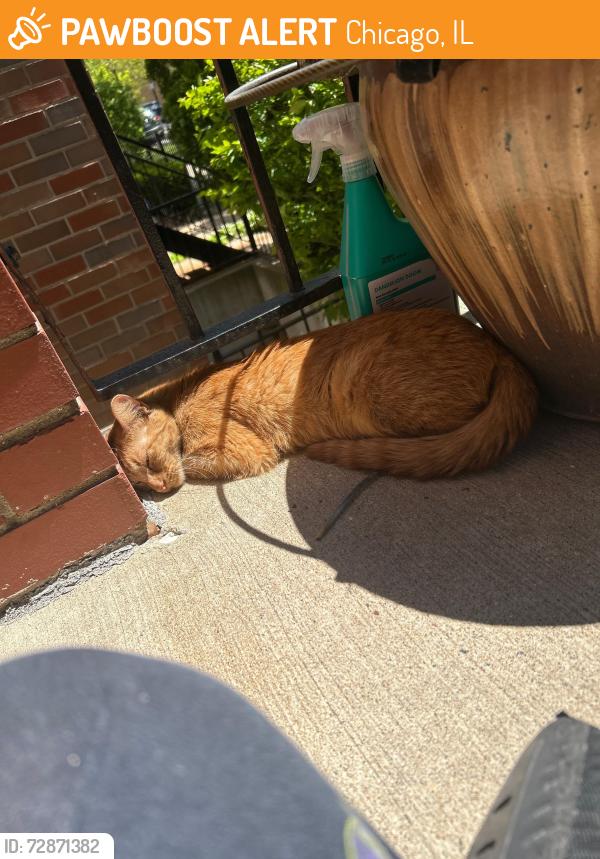 Found/Stray Female Cat last seen Grenshaw & loomis, Chicago, IL 60607