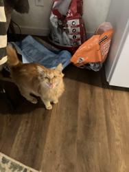Lost Male Cat last seen Laurel st  lakeside 92040, San Diego, CA 92103