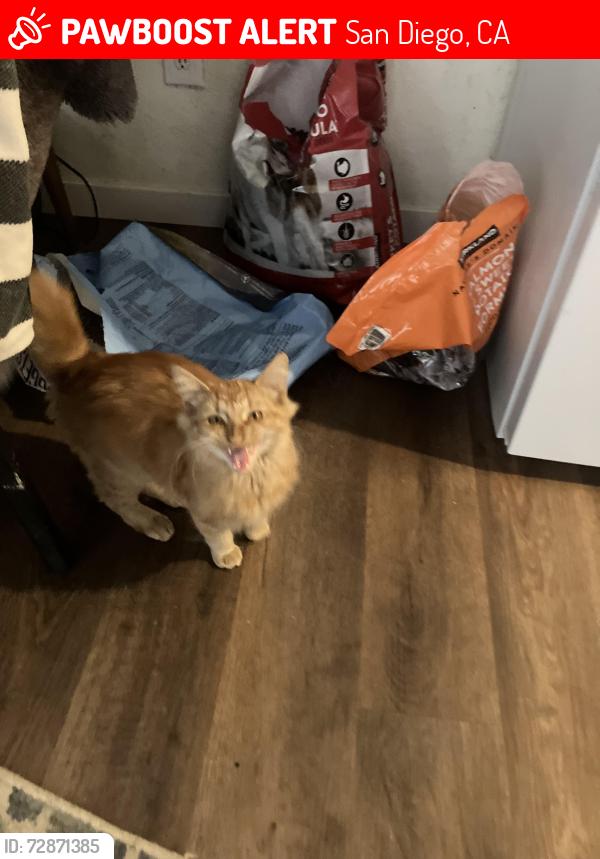 Lost Male Cat last seen Laurel st  lakeside 92040, San Diego, CA 92103