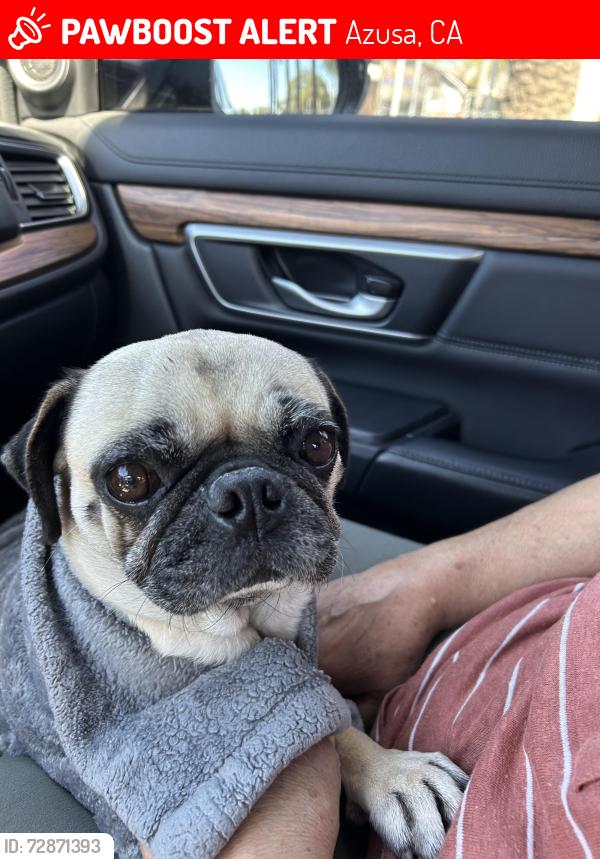 Lost Female Dog last seen Fifth st & Soldano , Azusa, CA 91702