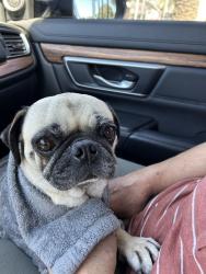 Lost Female Dog last seen Fifth st & Soldano , Azusa, CA 91702