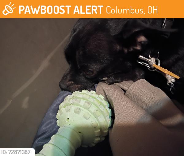 Found/Stray Male Dog last seen Town Street Columbus Ohio, Columbus, OH 43222