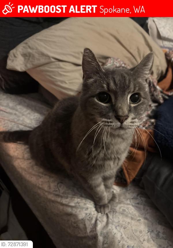 Lost Male Cat last seen Pinecrest Dr and Marc, Spokane, WA 99218